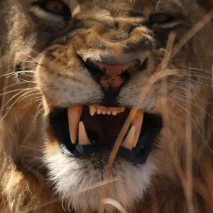 Explore Kafue National Park from South to North for 11 days with Adventure Purists Ltd. and discover unforgettable experiences - Photo 5