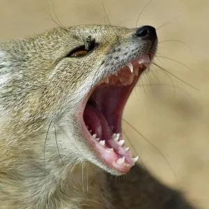 Explore Kafue and Lower Zambezi National Parks for 14 days with Adventure Purists Ltd. and discover unforgettable experiences - Photo 6