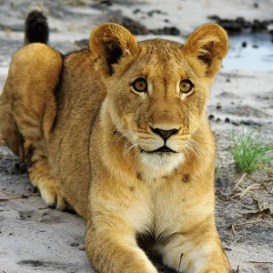 Explore Kafue National Park from South to North for 11 days with Adventure Purists Ltd. and discover unforgettable experiences - Photo 7