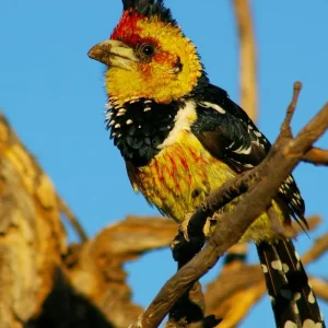 Explore Kafue and Lower Zambezi National Parks for 14 days with Adventure Purists Ltd. and discover unforgettable experiences - Photo 7