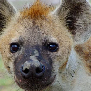 Explore Kafue National Park from South to North for 11 days with Adventure Purists Ltd. and discover unforgettable experiences - Photo 8