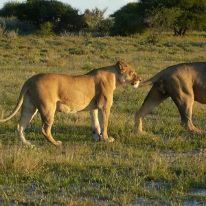 Explore Kafue and Lower Zambezi National Parks for 14 days with Adventure Purists Ltd. and discover unforgettable experiences - Photo 8