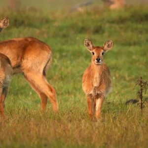 Explore Kafue National Park from South to North for 11 days with Adventure Purists Ltd. and discover unforgettable experiences - Photo 9