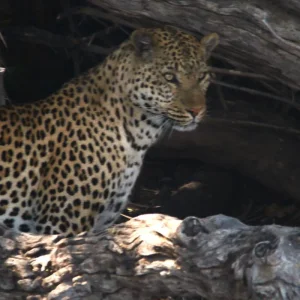 Explore Kafue National Park from South to North for 11 days with Adventure Purists Ltd. and discover unforgettable experiences - Photo 10