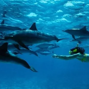 Explore From Kendwa, Zanzibar: Discover The Guided 1 Full-Day Mnemba Island Boat Trip & Dolphin Snorkeling Adventure for 1 days with Africa Natural Tours and discover unforgettable experiences - Photo 6