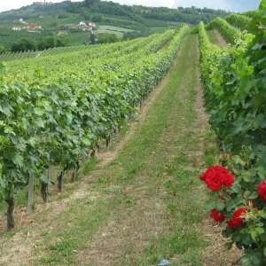 Explore Bike Across Tuscany - Guided for 8 days with BikesPlus Travel and discover unforgettable experiences - Photo 5
