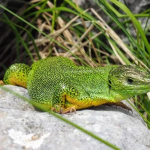 Explore Albanian Coastal Route - Hidden Jewels of the Ionian Coast (8 days) for 8 days with ASI Reisen and discover unforgettable experiences - Photo 5