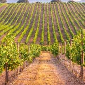 Explore Cycle Tour Through Alentejo Vineyards and Lake Alqueva9 Days for 9 days with ASI Reisen and discover unforgettable experiences - Photo 6