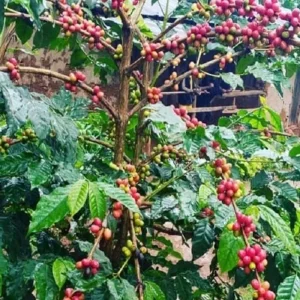 Explore From Kilimanjaro Airport to the Iconic Materuni:  Discover the Best of Materuni Waterfalls & Village Day Trip with Coffee Tour for 1 days with Africa Natural Tours and discover unforgettable experiences - Photo 3