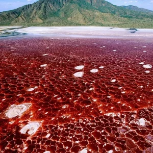 Explore Discover Lake Natron Day Trip from Arusha Airport | A Unique Day Trip from Arusha Airport, Tanzania for 9 days with Africa Natural Tours and discover unforgettable experiences - Photo 5