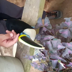 Explore 3-5 Days Caño Cristales, 7 Colored River for 5 days with BnB Colombia Tours and discover unforgettable experiences - Photo 2