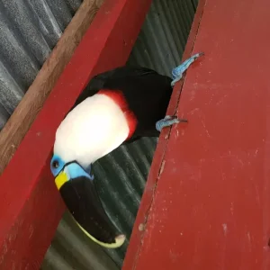 Explore 3-5 Days Caño Cristales, 7 Colored River for 5 days with BnB Colombia Tours and discover unforgettable experiences - Photo 3