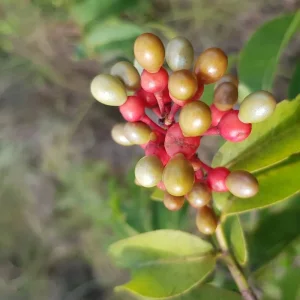 Explore 3-5 Days Caño Cristales, 7 Colored River for 5 days with BnB Colombia Tours and discover unforgettable experiences - Photo 4