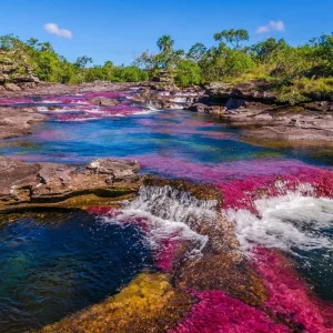 Explore 3-5 Days Caño Cristales, 7 Colored River for 5 days with BnB Colombia Tours and discover unforgettable experiences - Photo 5