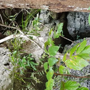 Explore 3-5 Days Caño Cristales, 7 Colored River for 5 days with BnB Colombia Tours and discover unforgettable experiences - Photo 6