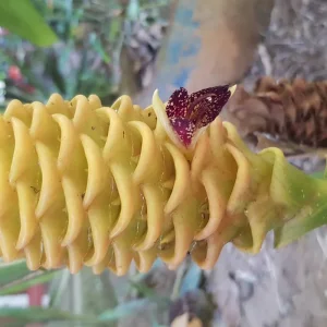 Explore 3-5 Days Caño Cristales, 7 Colored River for 5 days with BnB Colombia Tours and discover unforgettable experiences - Photo 8