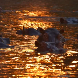 Explore Zambia - Walking Safari with Batmigration in October for 15 days with Adventure Purists Ltd. and discover unforgettable experiences - Photo 2