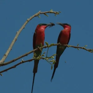 Explore Zambia - Walking Safari with Batmigration in October for 15 days with Adventure Purists Ltd. and discover unforgettable experiences - Photo 4