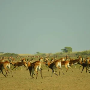 Explore Zambia - Walking Safari with Batmigration in October for 15 days with Adventure Purists Ltd. and discover unforgettable experiences - Photo 6