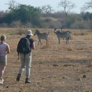 Explore Zambia - Walking Safari with Batmigration in October for 15 days with Adventure Purists Ltd. and discover unforgettable experiences - Photo 8
