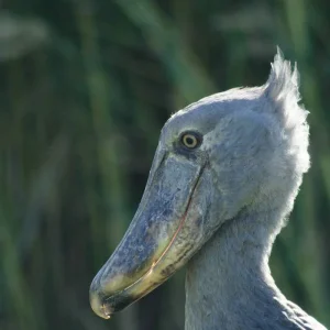 Explore Zambia - Walking Safari with Batmigration in October for 15 days with Adventure Purists Ltd. and discover unforgettable experiences - Photo 10