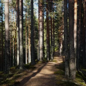 Explore Self-drive Tour To The Pure Nature In North Karelia for 5 days with Aksyt Ammat Ltd and discover unforgettable experiences - Photo 5