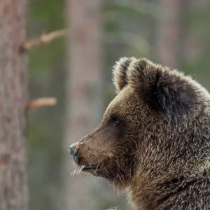 Explore Self-drive Tour To The Pure Nature In North Karelia for 5 days with Aksyt Ammat Ltd and discover unforgettable experiences - Photo 7