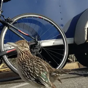 Explore Joshua Tree & Anza Borrego Multisport Tour for 6 days with Bicycle Adventures and discover unforgettable experiences - Photo 4