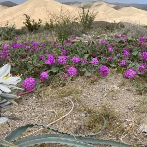 Explore Joshua Tree & Anza Borrego Multisport Tour for 6 days with Bicycle Adventures and discover unforgettable experiences - Photo 7