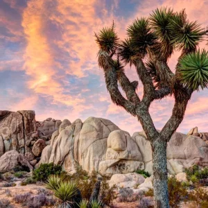 Explore Joshua Tree & Anza Borrego Multisport Tour for 6 days with Bicycle Adventures and discover unforgettable experiences - Photo 9