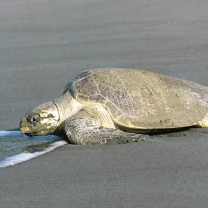 Explore Tortuguero jungle experience for 3 days with DERTOUR and discover unforgettable experiences - Photo 2