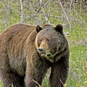 Explore Highlights of Western Canada for 18 days with DERTOUR and discover unforgettable experiences - Photo 8