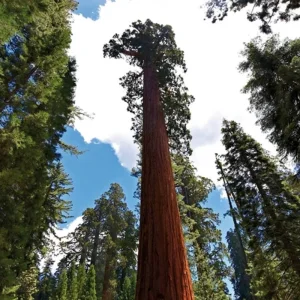 Explore Taste of California for 15 days with DERTOUR and discover unforgettable experiences - Photo 3