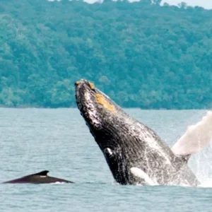 Explore Drake Bay & Corcovado National Park (from/to Sierpe) for 4 days with DERTOUR and discover unforgettable experiences - Photo 4