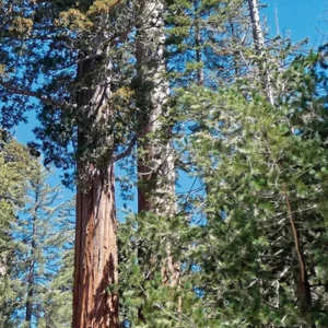 Explore Taste of California for 15 days with DERTOUR and discover unforgettable experiences - Photo 8