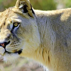 Explore Best of South Africa (Road Trip) Johannesburg - Cape Town for 14 days with DERTOUR and discover unforgettable experiences - Photo 6