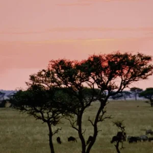 Explore Adventure Tanzania (private tour) for 6 days with DERTOUR and discover unforgettable experiences - Photo 3