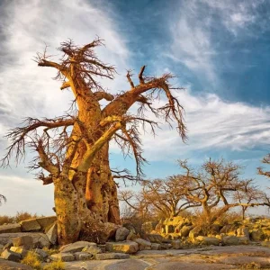 Explore Namibia & Botswana on your own for 15 days with DERTOUR and discover unforgettable experiences - Photo 2