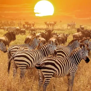 Explore Adventure Tanzania (private tour) for 6 days with DERTOUR and discover unforgettable experiences - Photo 4