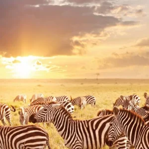 Explore Tanzania Pure for 6 days with DERTOUR and discover unforgettable experiences - Photo 4