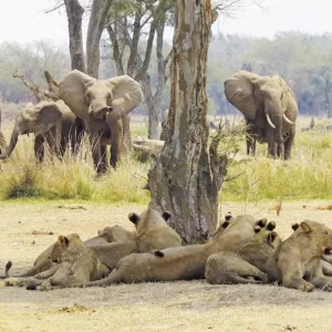 Explore Tanzania Pure for 6 days with DERTOUR and discover unforgettable experiences - Photo 6