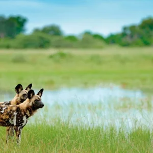 Explore Namibia & Botswana on your own for 15 days with DERTOUR and discover unforgettable experiences - Photo 4