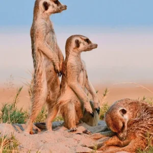 Explore Namibia & Botswana on your own for 15 days with DERTOUR and discover unforgettable experiences - Photo 6