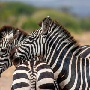 Explore Tanzania Pure for 6 days with DERTOUR and discover unforgettable experiences - Photo 10