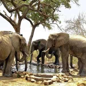 Explore Adventure Tanzania (private tour) for 6 days with DERTOUR and discover unforgettable experiences - Photo 10