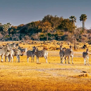 Explore Namibia & Botswana on your own for 15 days with DERTOUR and discover unforgettable experiences - Photo 9