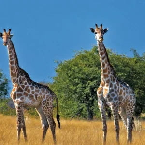 Explore Namibia & Botswana on your own for 15 days with DERTOUR and discover unforgettable experiences - Photo 10