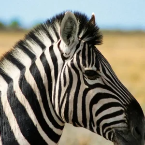 Explore Namibia & Botswana on your own for 15 days with DERTOUR and discover unforgettable experiences - Photo 11