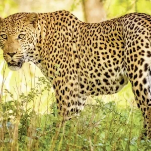 Explore Highlights of the north for 9 days with DERTOUR and discover unforgettable experiences - Photo 4