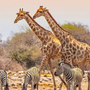 Explore Excursion package Etosha National Park for 4 days with DERTOUR and discover unforgettable experiences - Photo 3